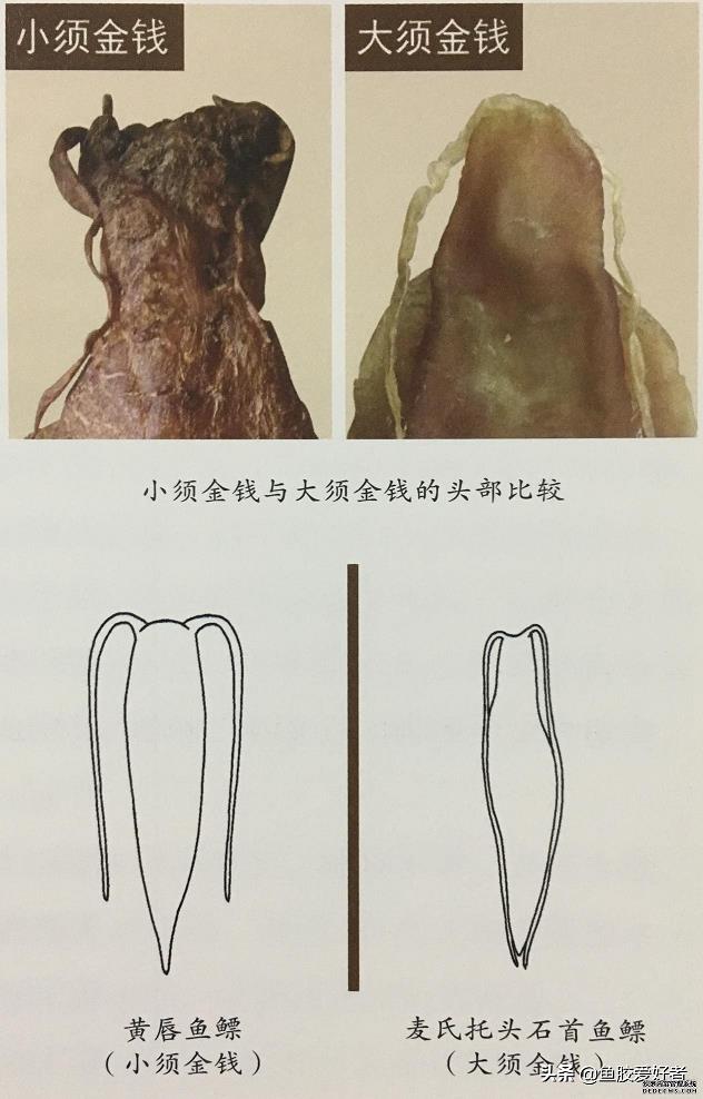 什么樣的魚膠最好